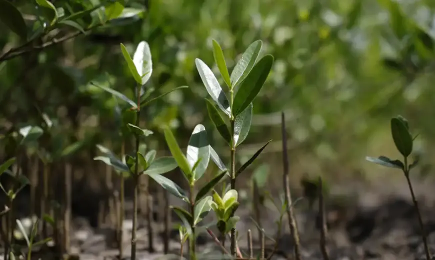 Programa Restaura Amazônia aprova 17 projetos em assentamentos
