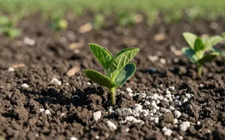 Mineradora Monte Karlo:  Solo equilibrado, planta mais forte — calcário potencializa a absorção de NPK e micronutrientes