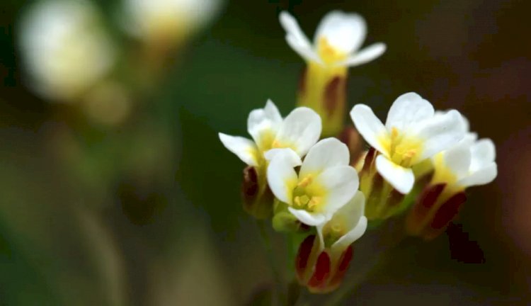 Como plantas sob estresse podem produzir a sua própria aspirina