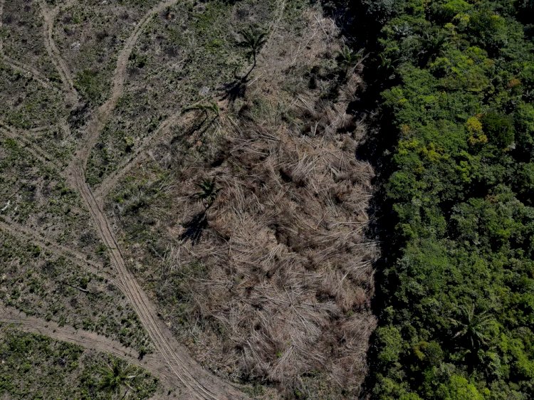 Alertas de desmatamento na Amazônia têm pior outubro da série histórica, aponta Inpe