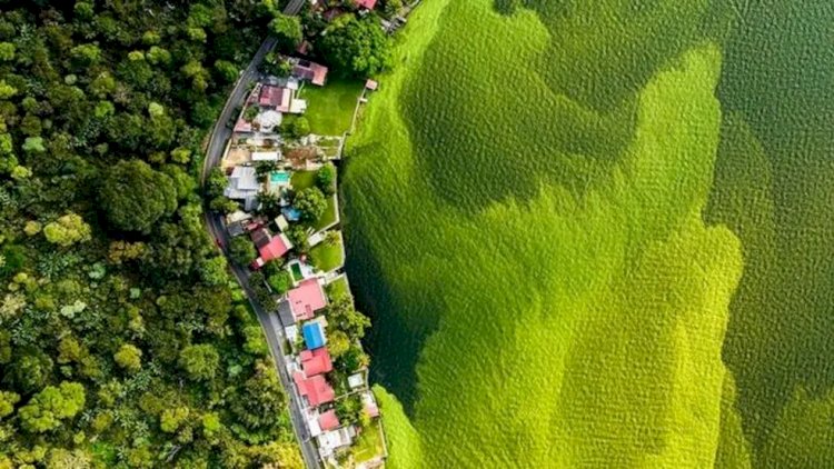 A fotografia, premiada pelo Museu de História Natural de Londres, mostra como a poluição da água ativam uma alga verde fosforescente.