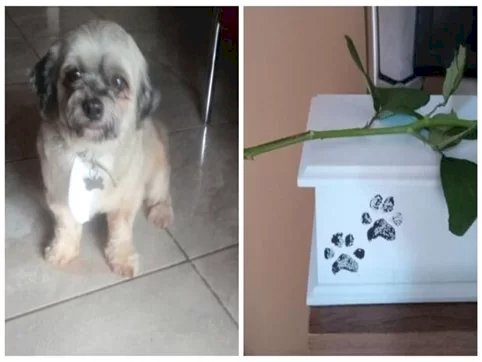 Mulher deixa cachorro no pet shop e recebe as cinzas do animal