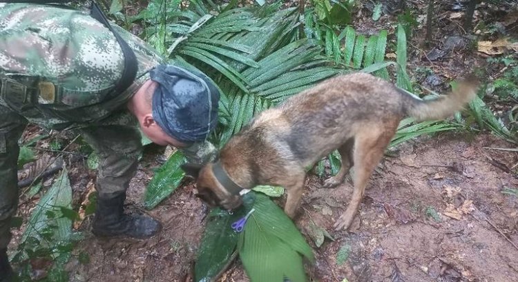 Crianças colombianas são encontradas vivas na Amazônia duas semanas após queda de avião