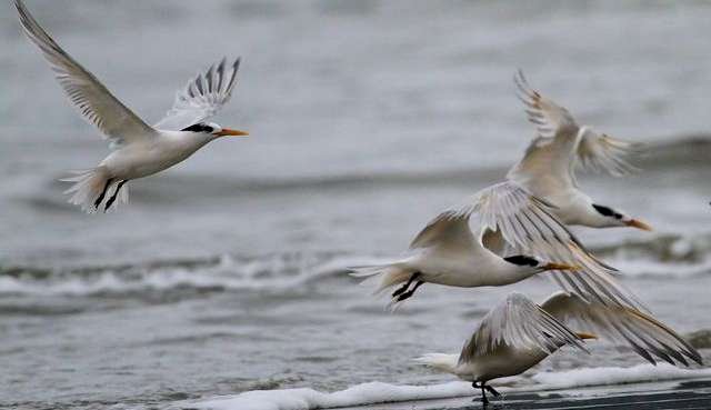 H5N1: MAIS UMA AVE CONTAMINADA É ENCONTRADA NO RIO DE JANEIRO