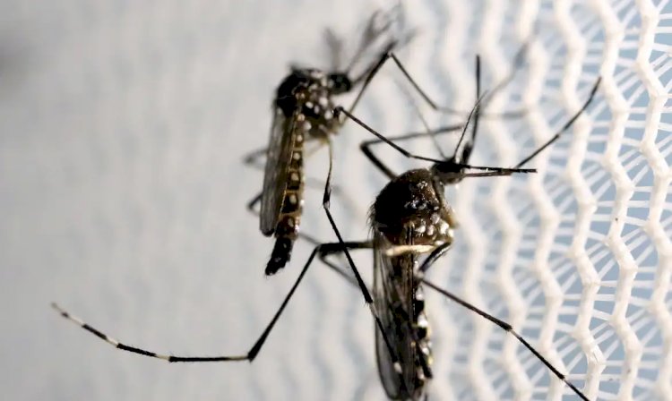 El Niño e altas temperaturas favorecem aumento de casos de dengue