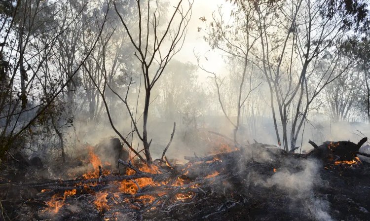 Roraima tem 22% dos focos de queimada de todo o país