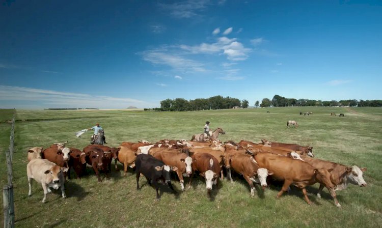 Subsídios da UE favorecem pecuária em detrimento da agricultura