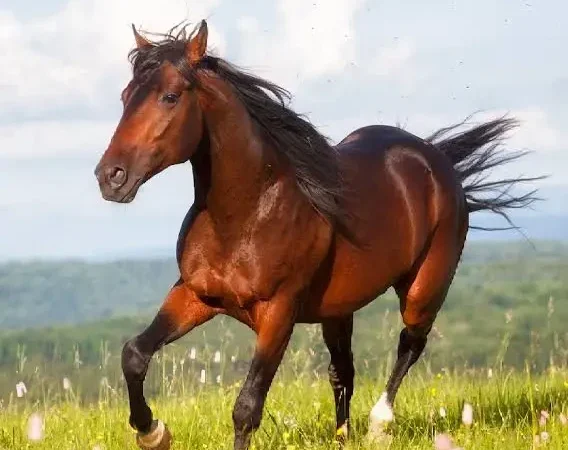 Por que cavalos conseguem dormir em pé? Entenda como funciona o sono dos equinos