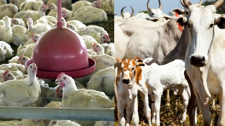 Brasil tem mais de 1 boi e quase 8 galinhas por brasileiro, aponta IBGE