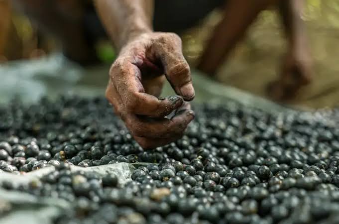 Produção florestal brasileira bate recorde e movimenta R$ 47,9 bilhões